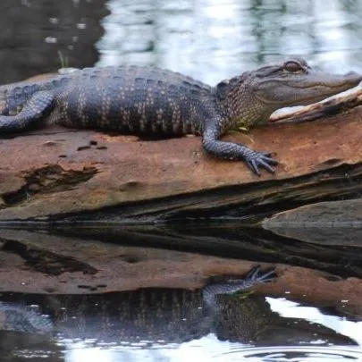 thumbnail for publication: Aquatic and Marine Ecosystems—Lesson 3: Aquatic Ecosystems: Lakes, Springs, and Rivers
